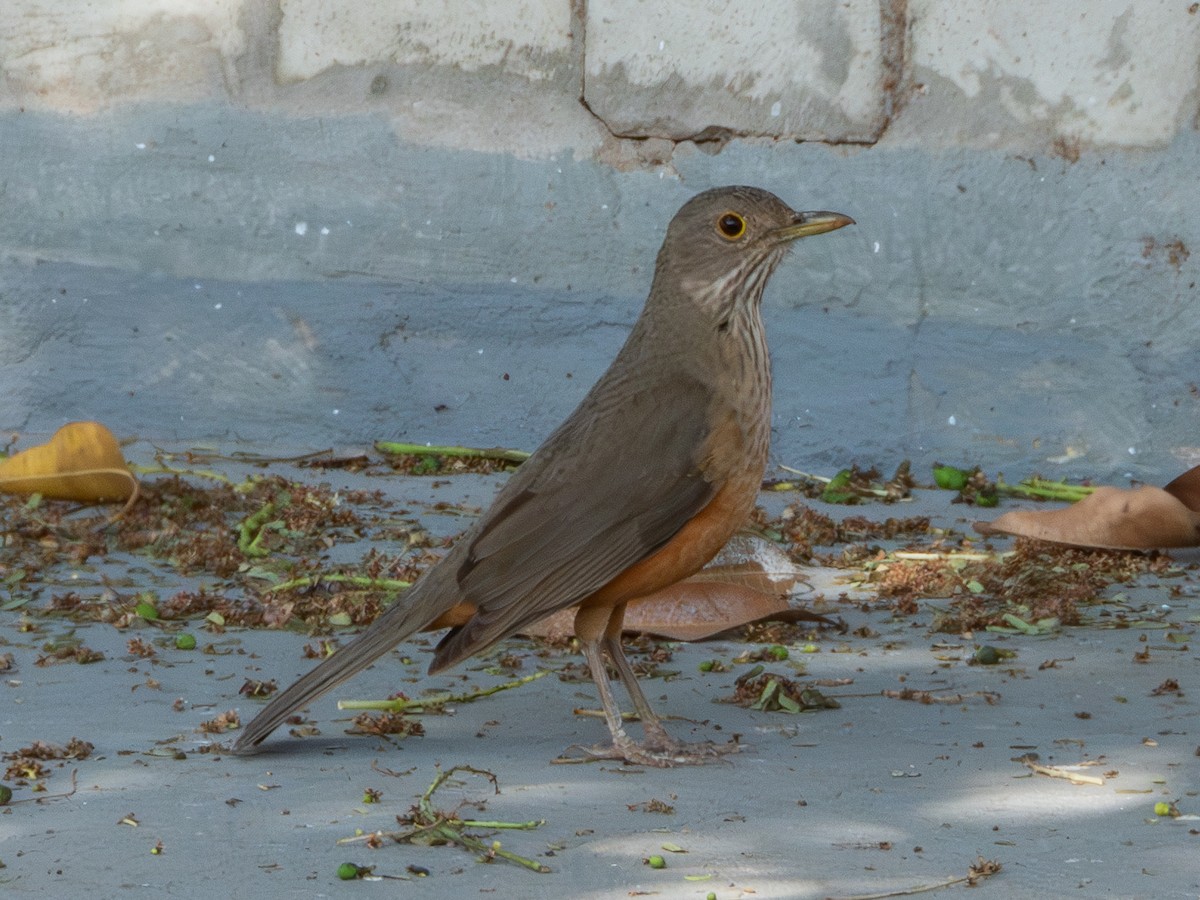 Rufous-bellied Thrush - ML641835323
