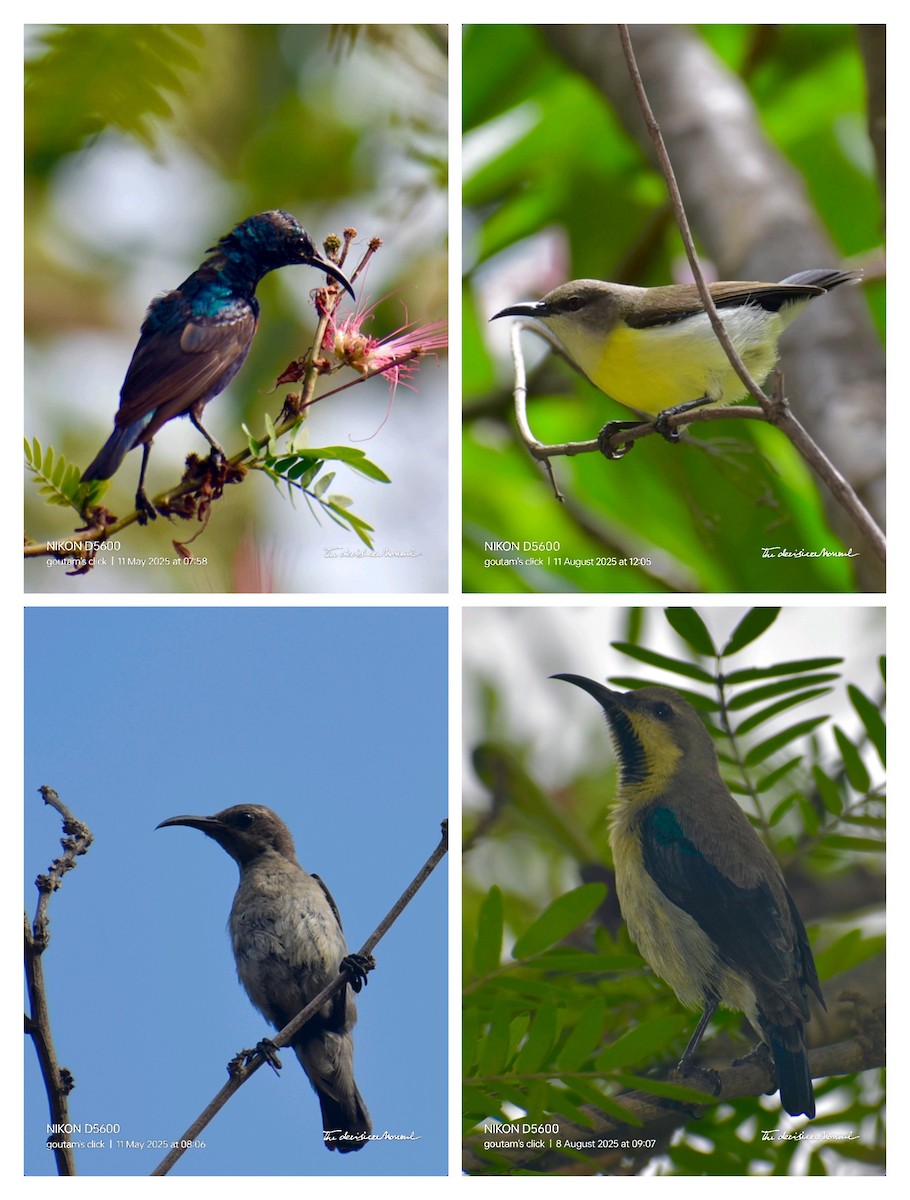 Purple Sunbird - ML641835325