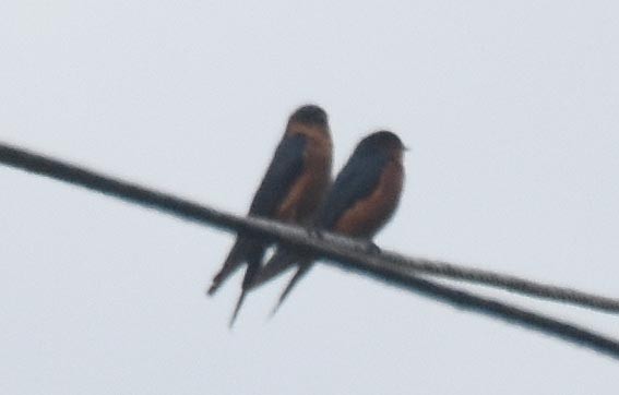 Sri Lanka Swallow - ML641835343