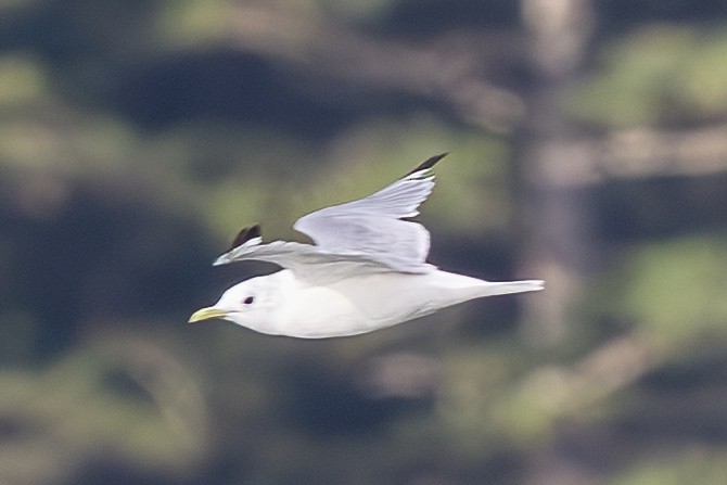 Gaviota Tridáctila - ML641835371