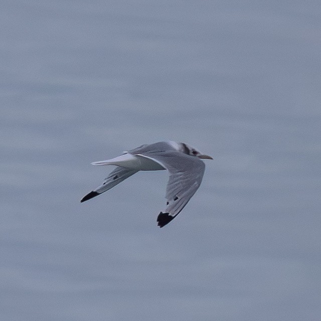 Gaviota Tridáctila - ML641835372