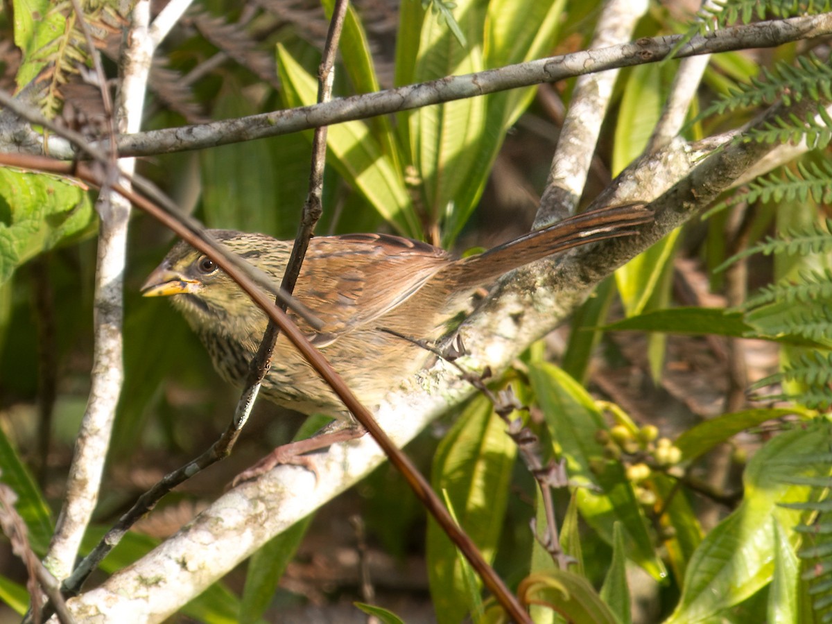 Rusty Sparrow - ML641835379