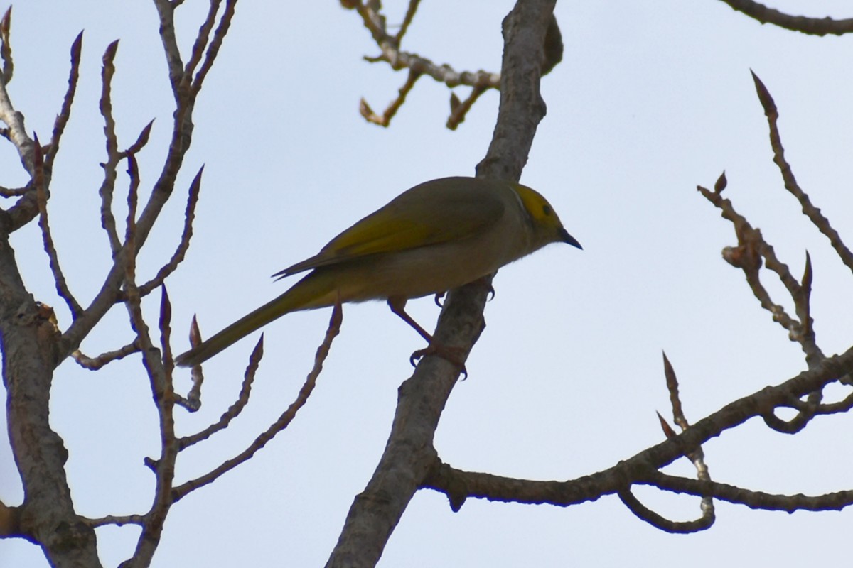 White-plumed Honeyeater - ML641835382