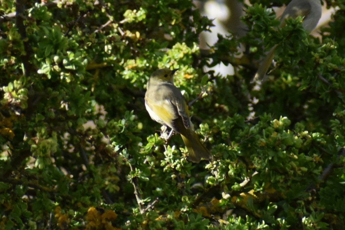White-plumed Honeyeater - ML641835383