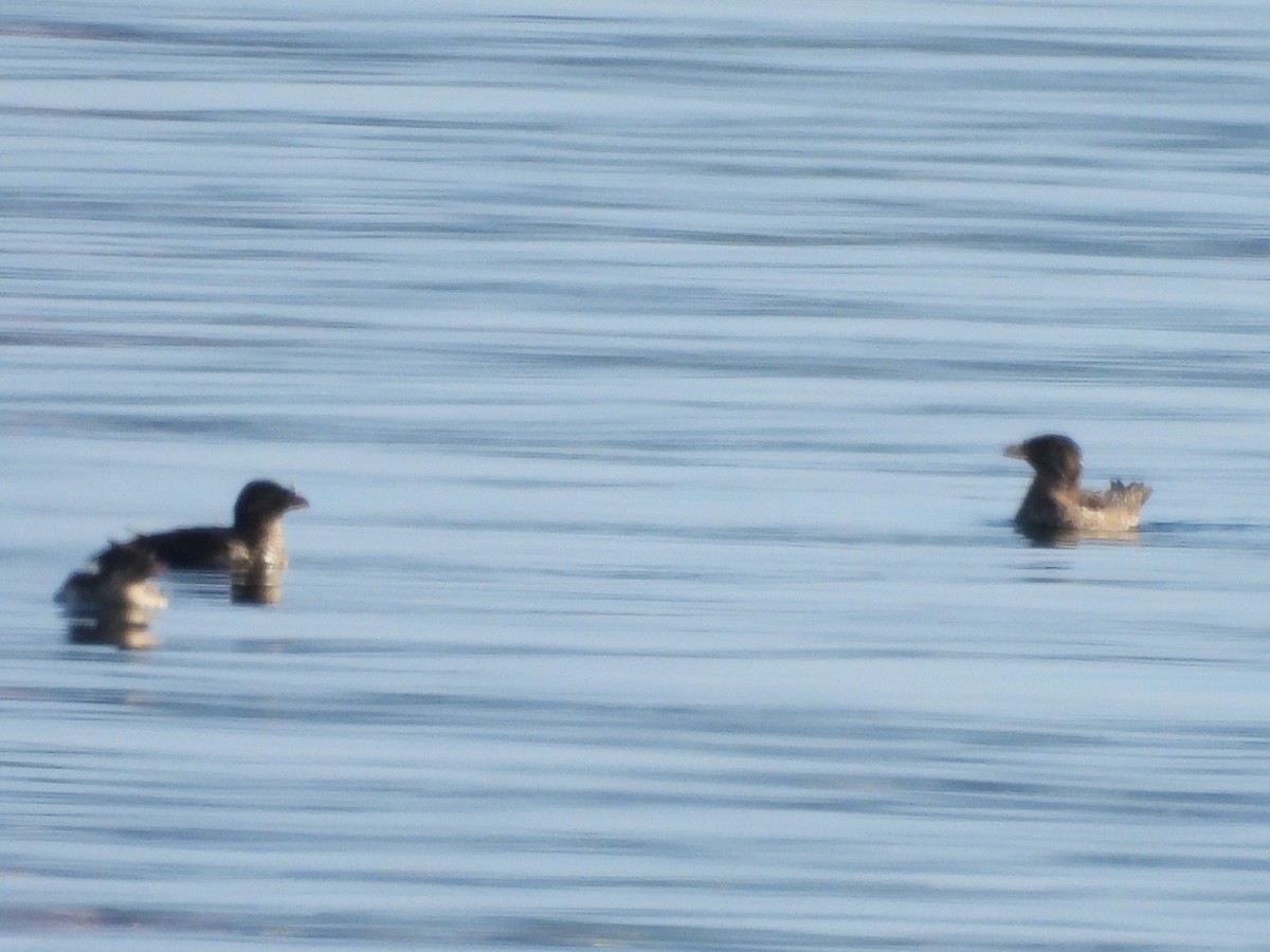 Rhinoceros Auklet - ML641835395