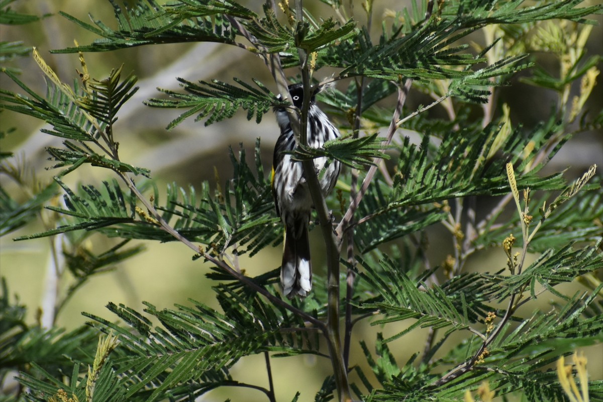New Holland Honeyeater - ML641835407