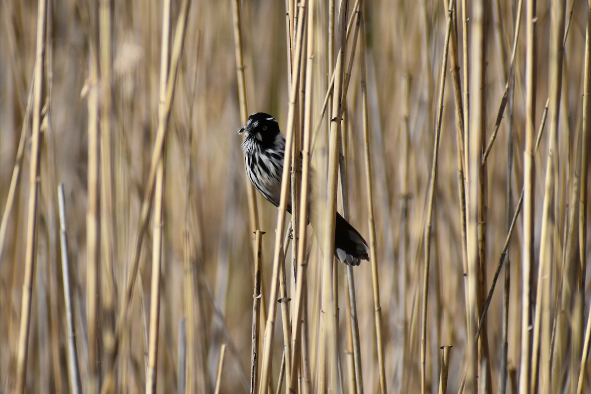 New Holland Honeyeater - ML641835408