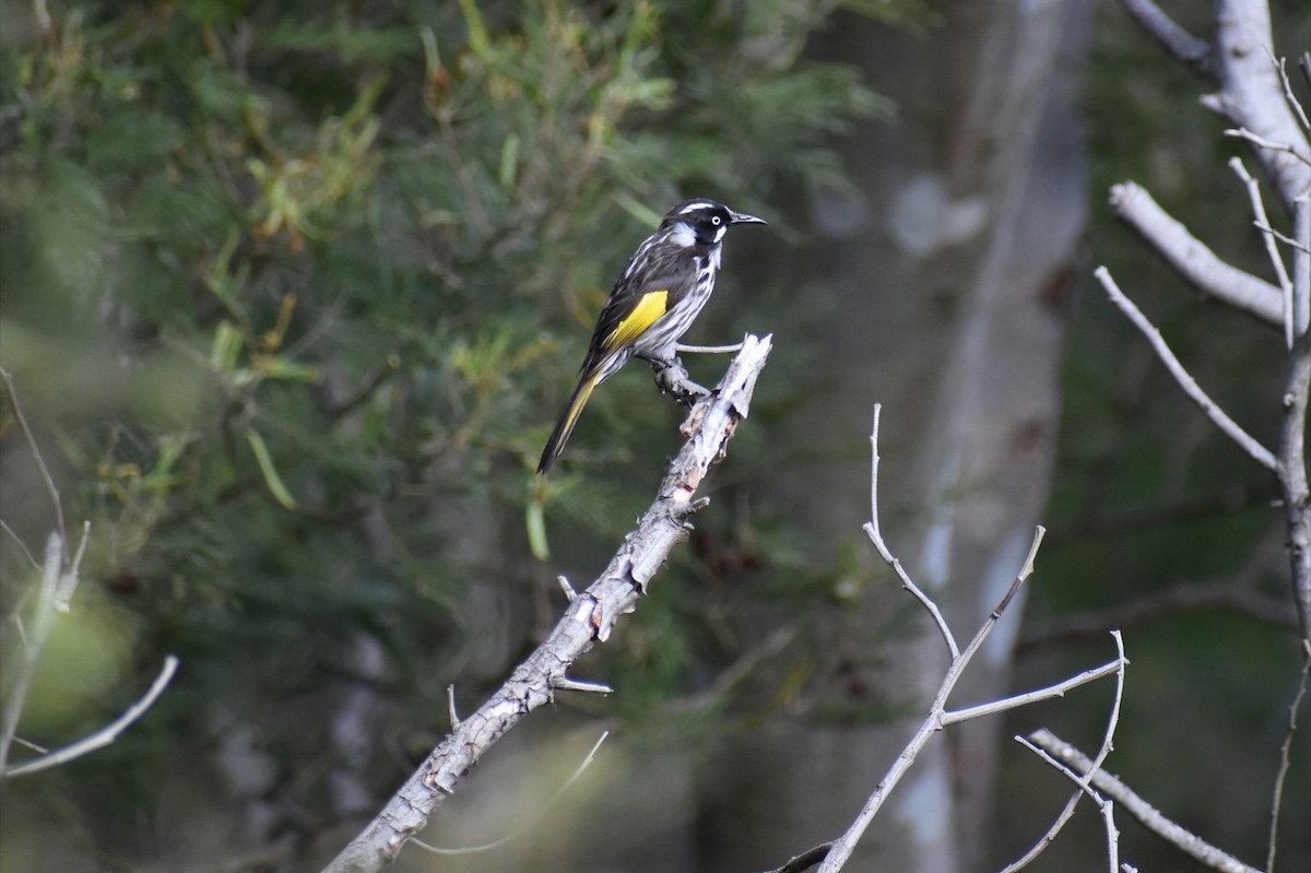 New Holland Honeyeater - ML641835409