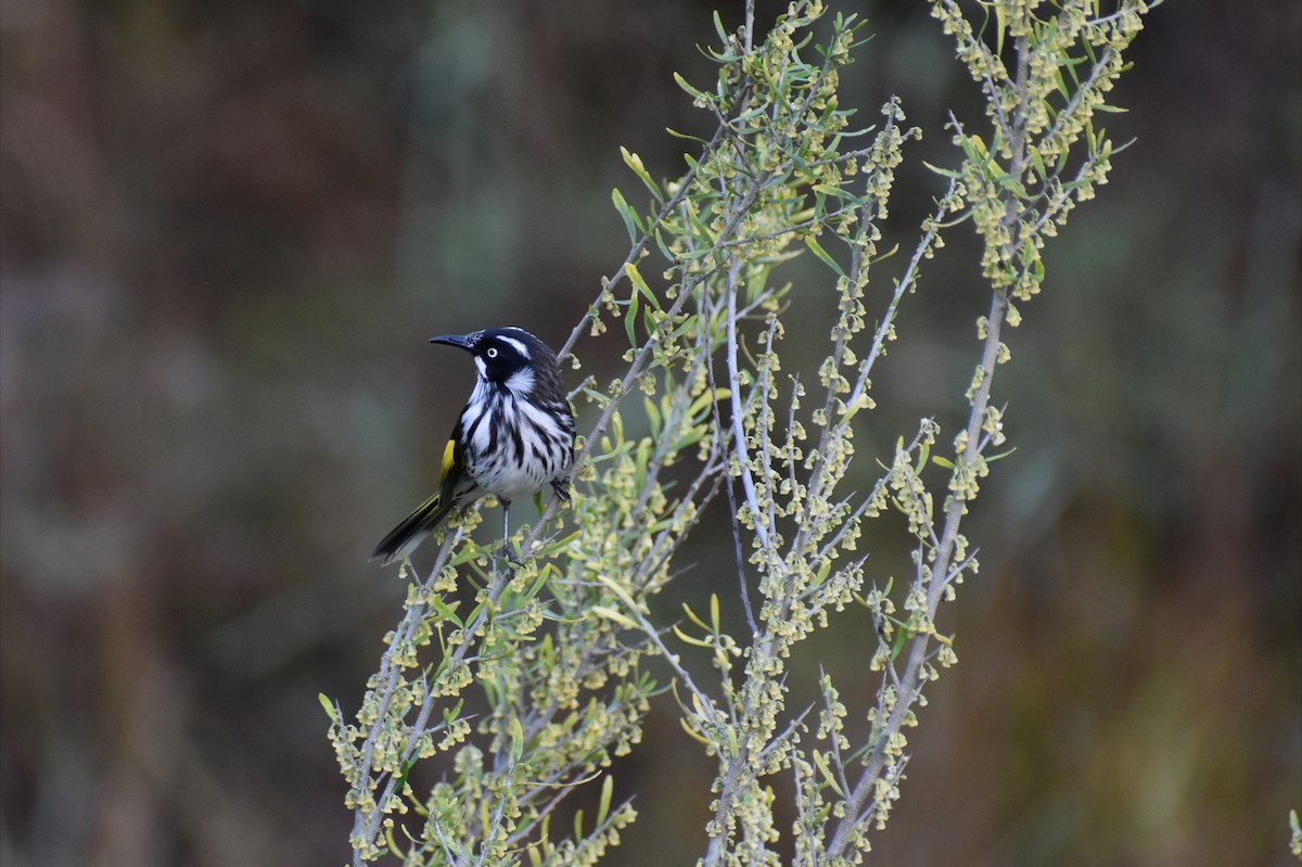 New Holland Honeyeater - ML641835410