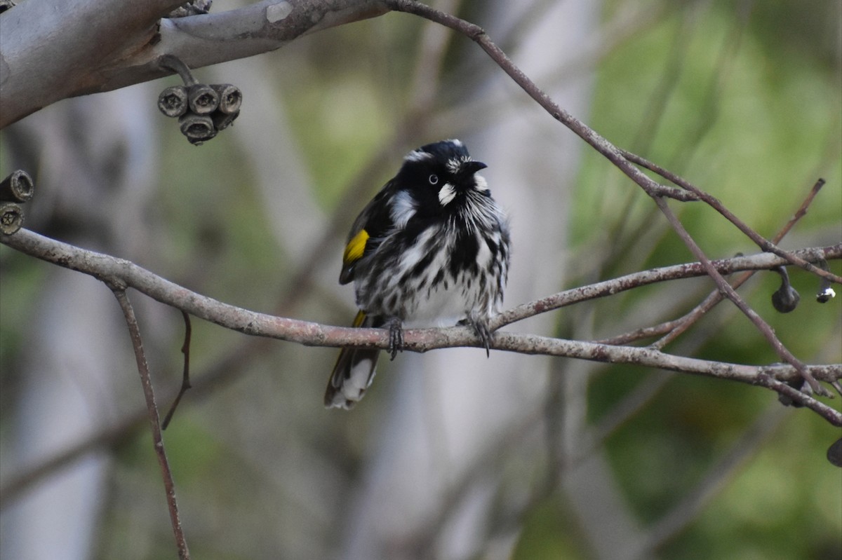 New Holland Honeyeater - ML641835411