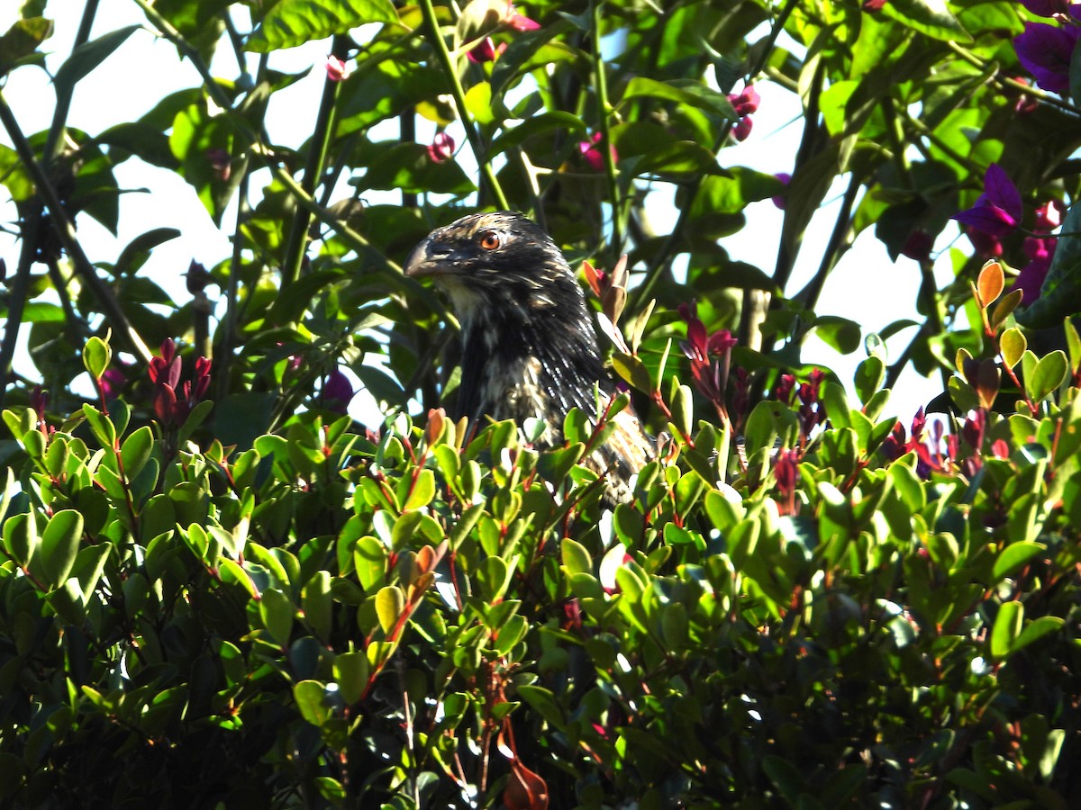 Pheasant Coucal - ML641835466