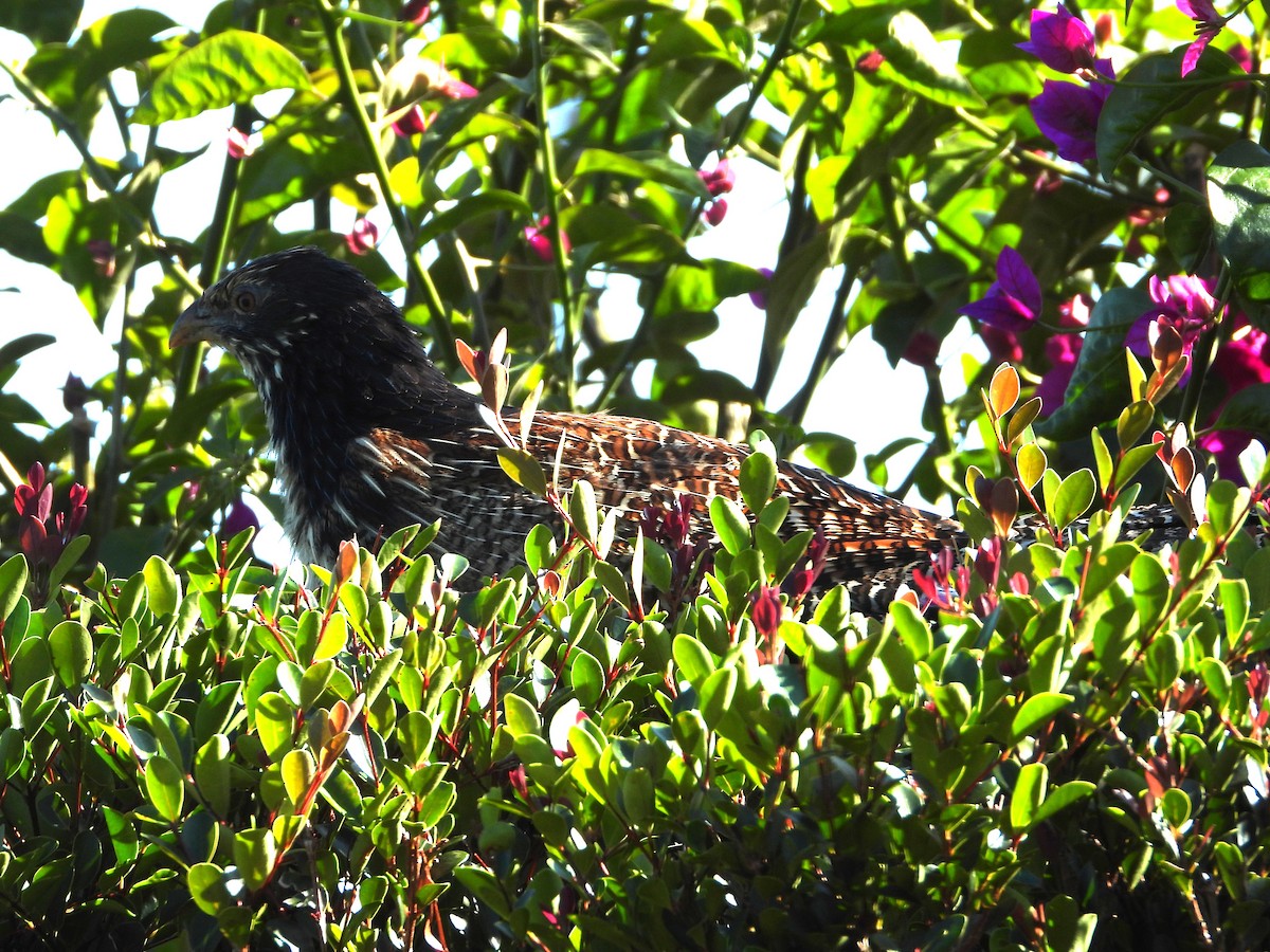 Pheasant Coucal - ML641835469