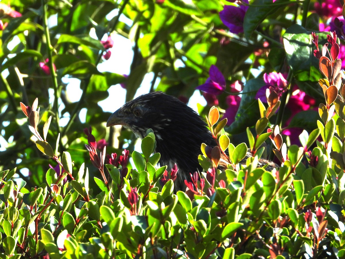 Pheasant Coucal - ML641835470