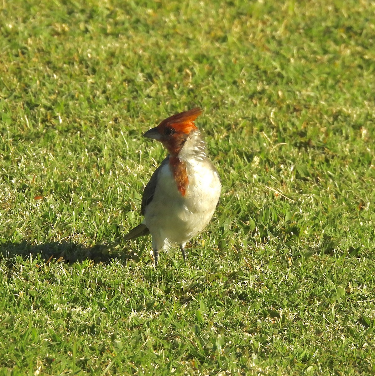 Red-crested Cardinal - ML641835478