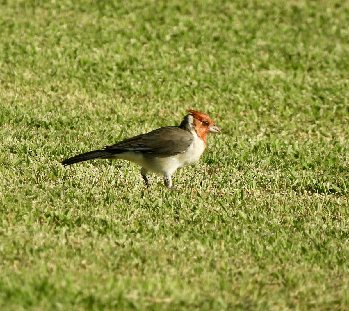 Red-crested Cardinal - ML641835479
