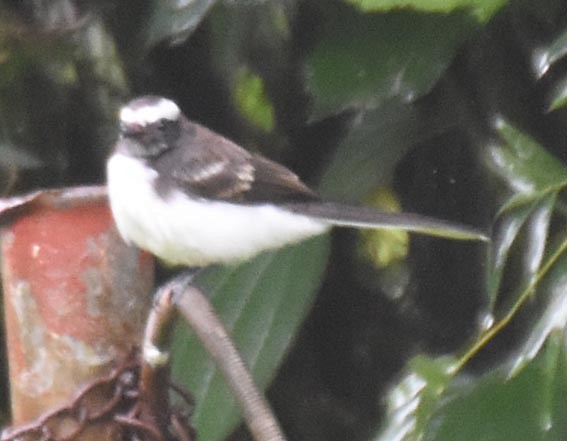 White-browed Fantail - ML641835490
