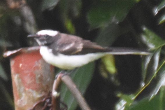 White-browed Fantail - ML641835499