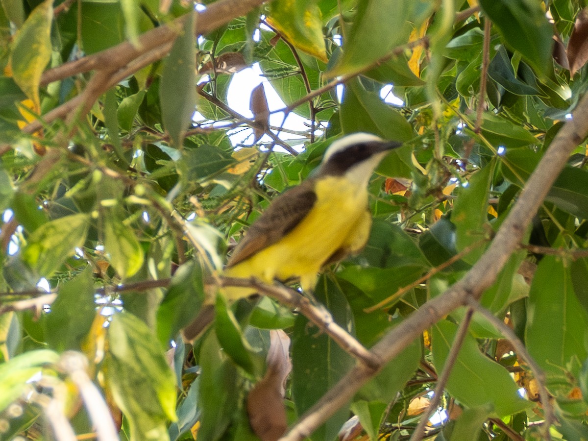 Rusty-margined Flycatcher - ML641835510