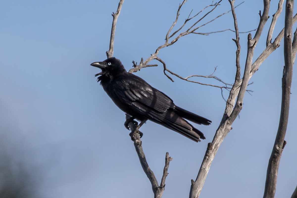 Australian Raven - ML641835535