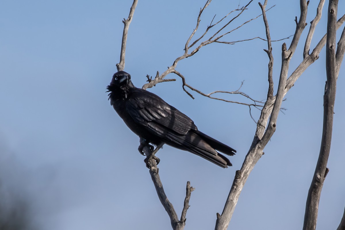 Australian Raven - ML641835536