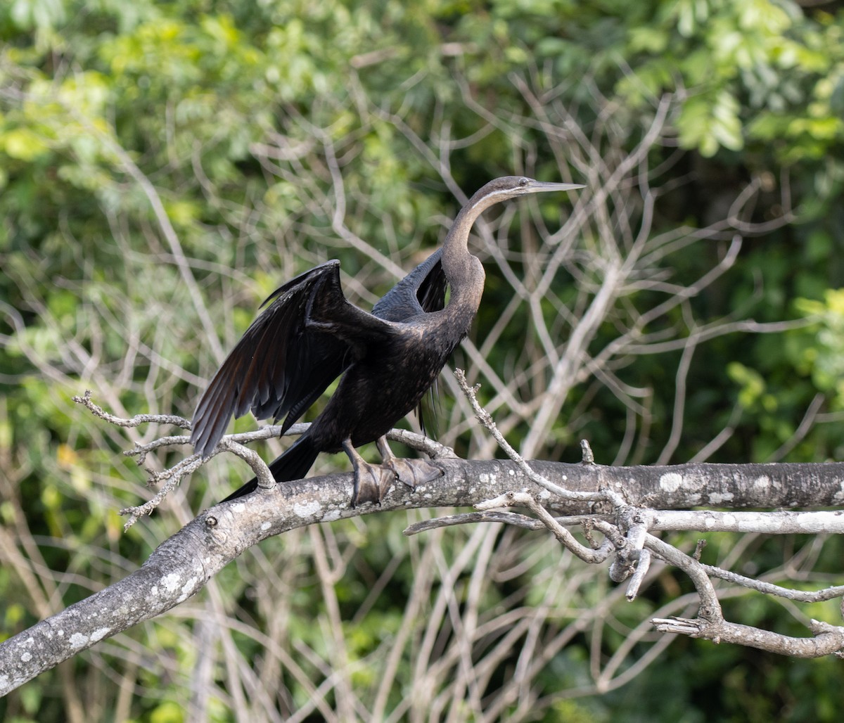 African Darter - ML641835539