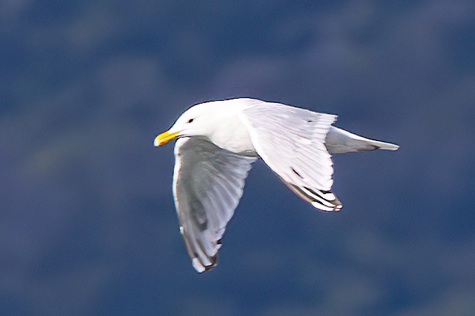 アイスランドカモメ - ML641835544