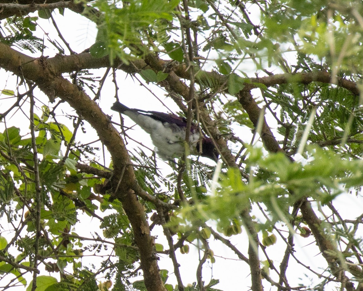 Violet-backed Starling - ML641835548
