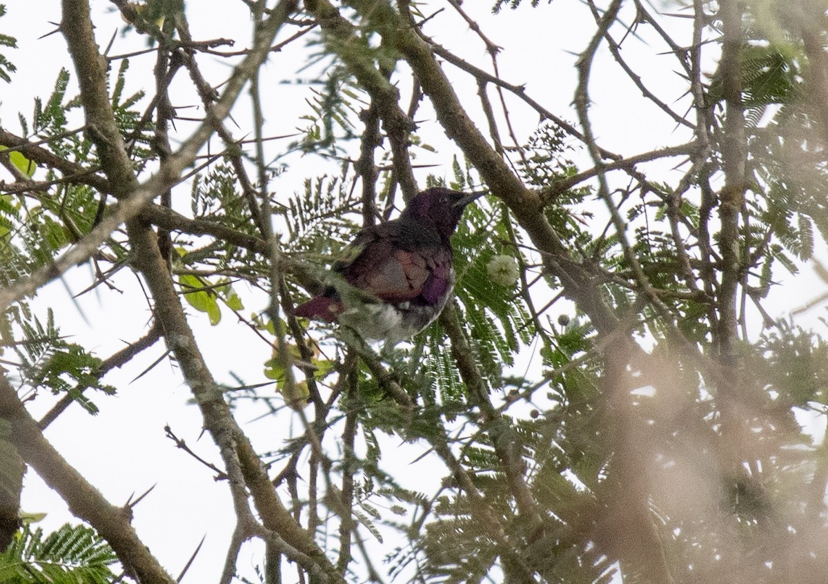 Violet-backed Starling - ML641835552