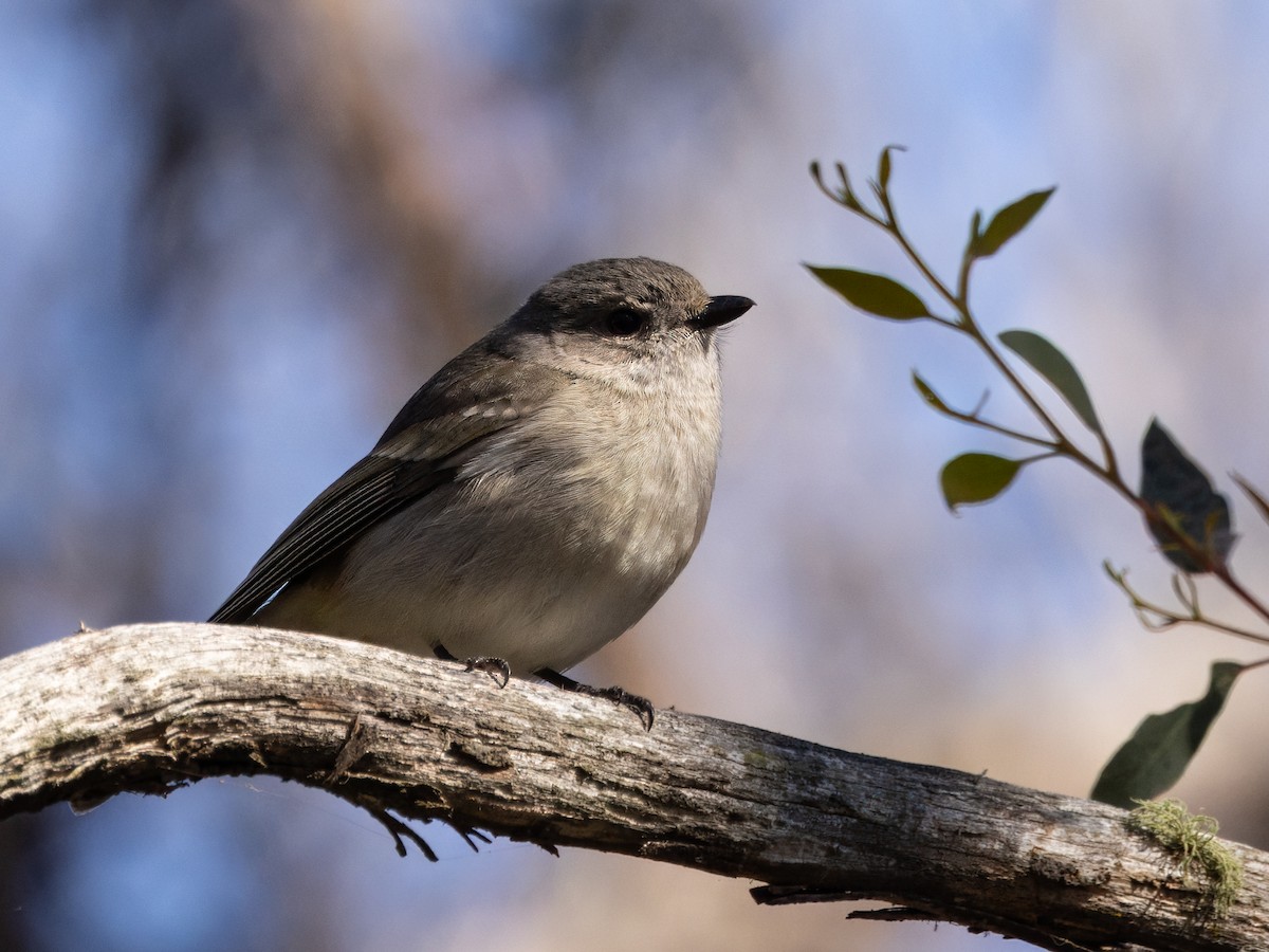 Golden Whistler (Eastern) - ML641835557
