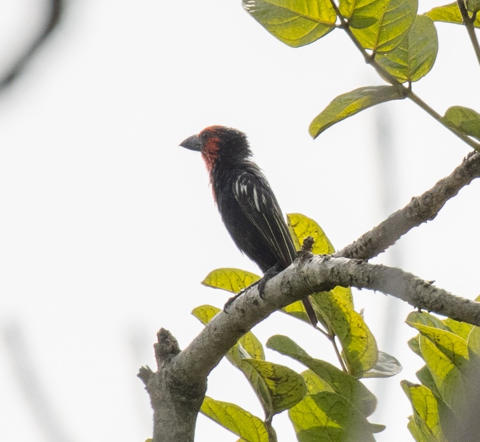 Black-billed Barbet - ML641835561