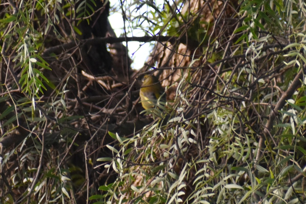 European Greenfinch - ML641835574
