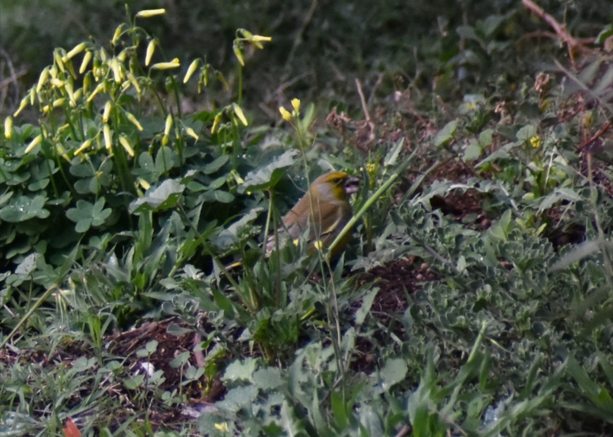 European Greenfinch - ML641835575