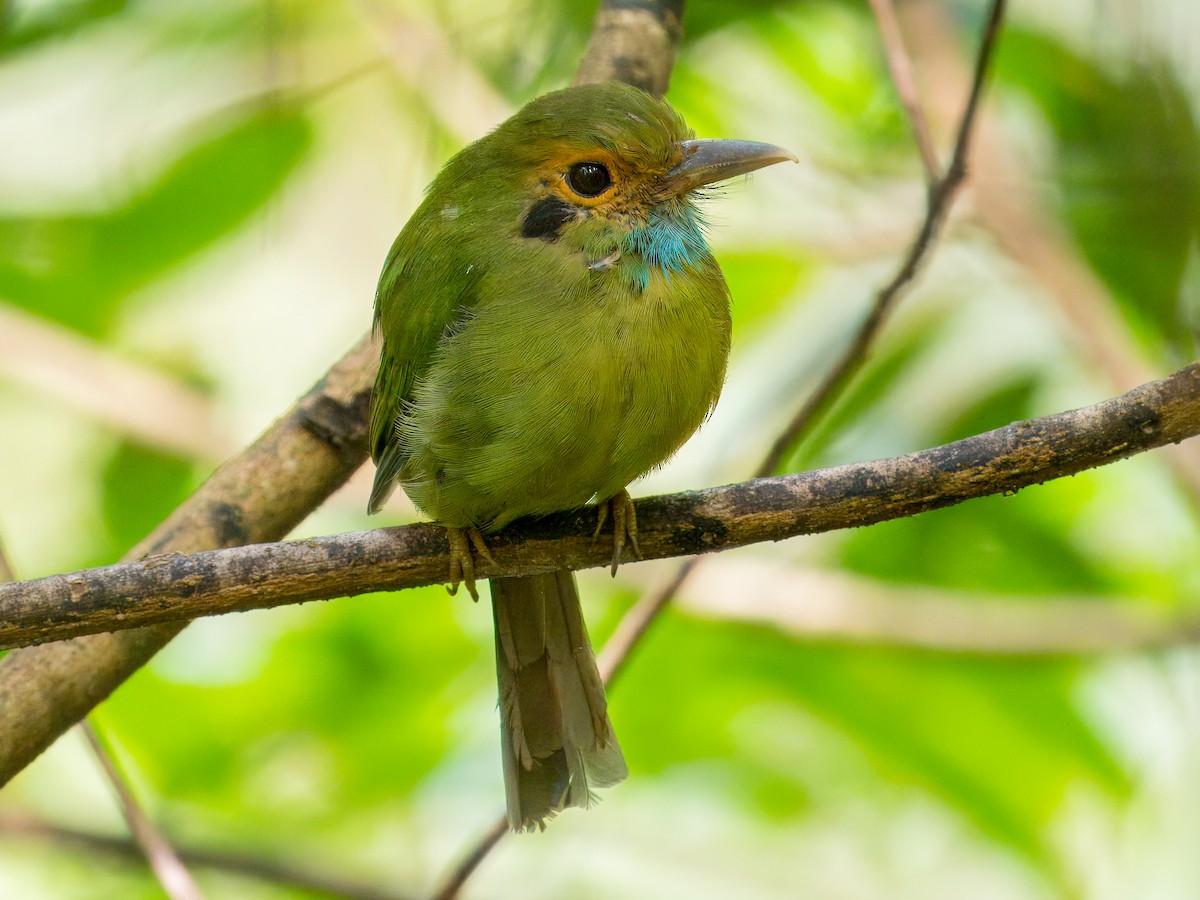 Blue-throated Motmot - ML641835594