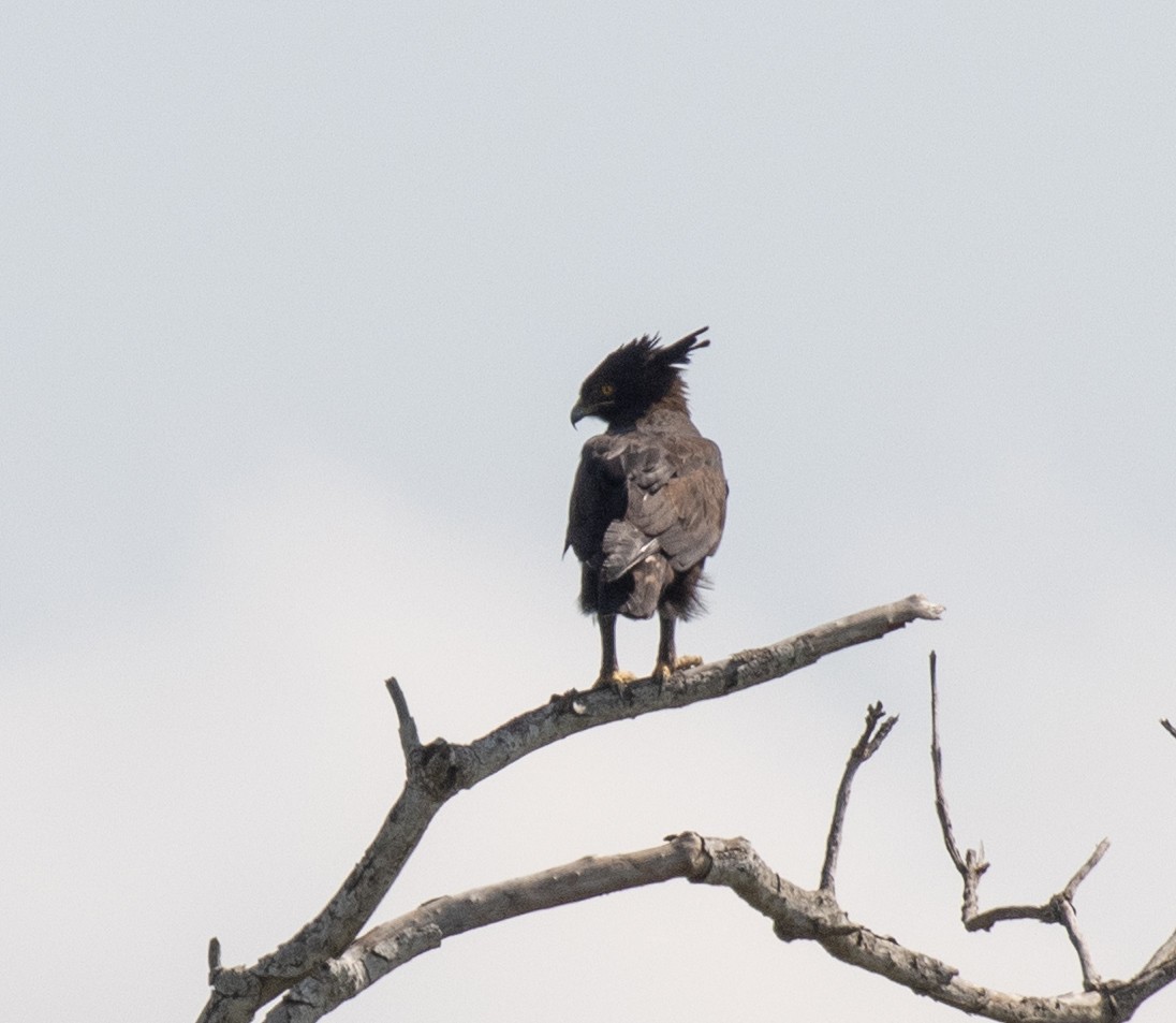 Long-crested Eagle - ML641835598