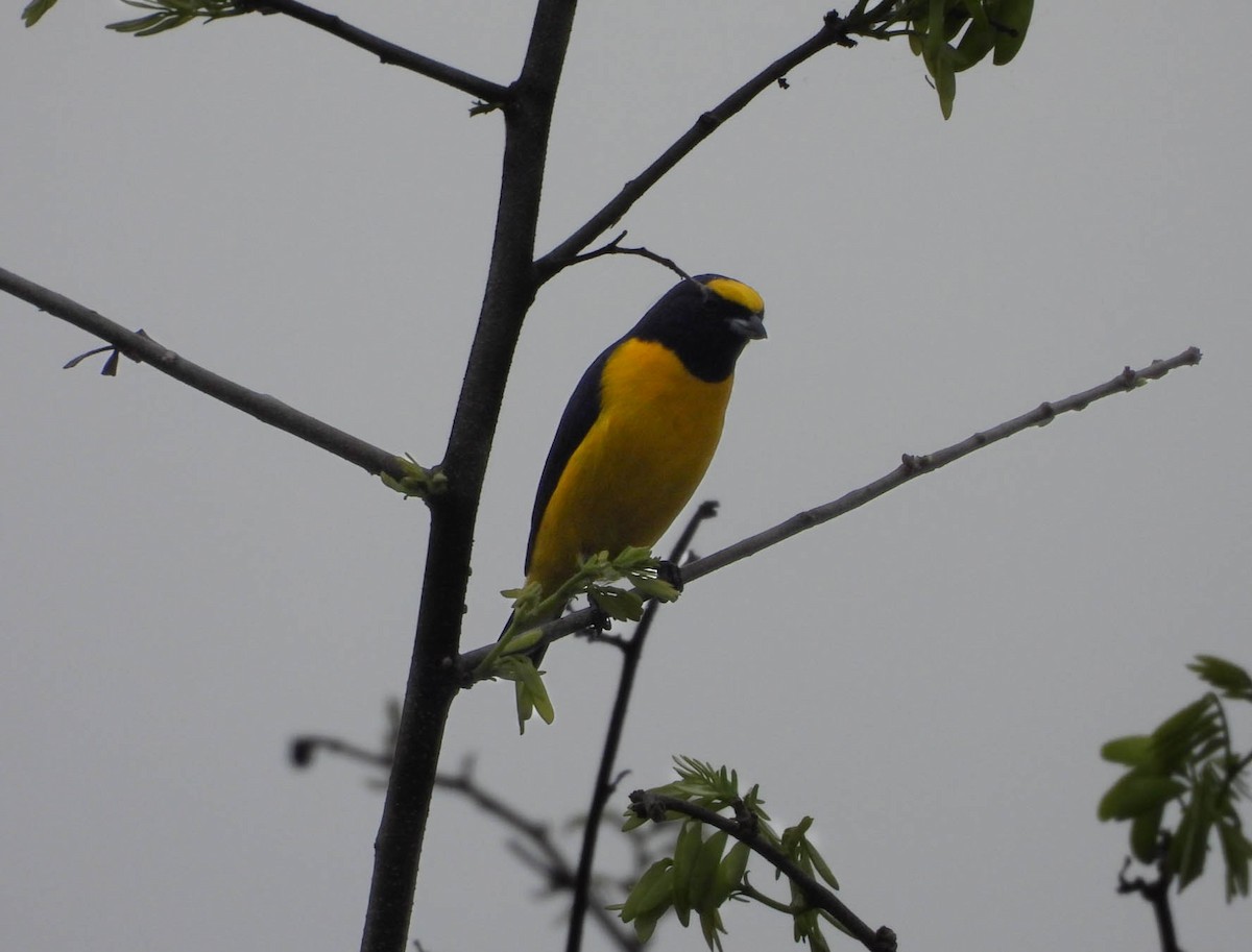 Scrub Euphonia - ML641835599