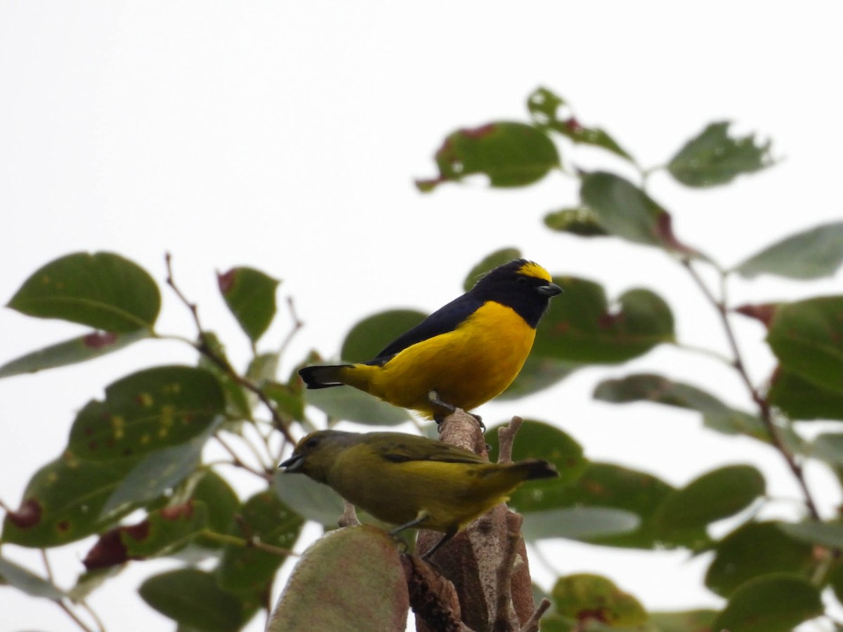 Scrub Euphonia - ML641835600