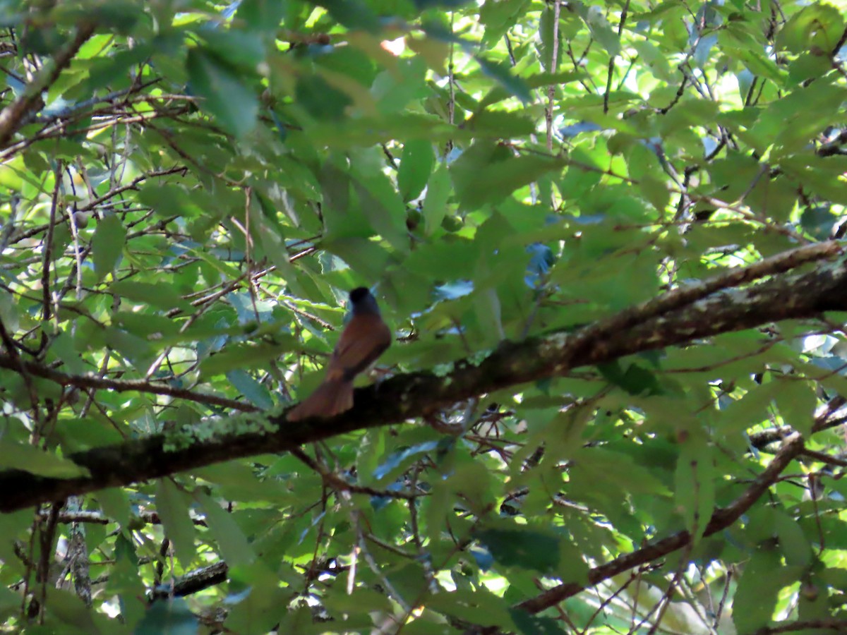 Black Paradise-Flycatcher - ML641835616