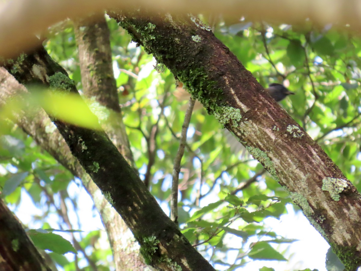 Black Paradise-Flycatcher - ML641835620