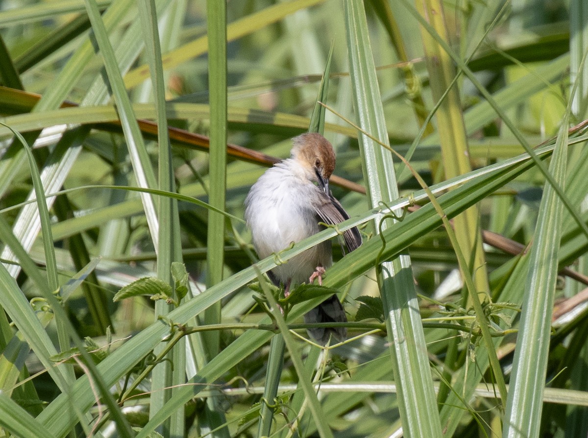 Carruthers's Cisticola - ML641835623
