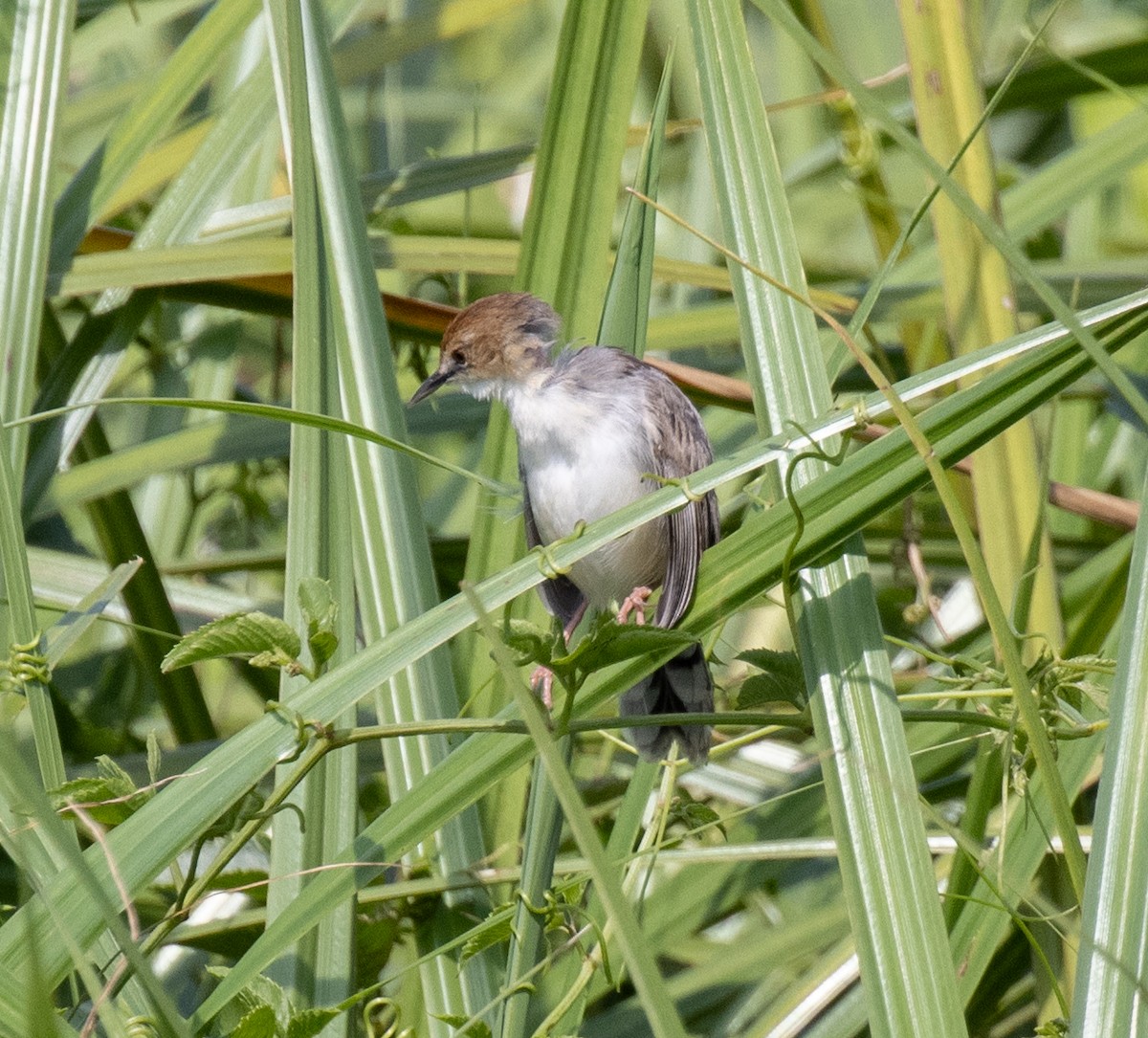Carruthers's Cisticola - ML641835629