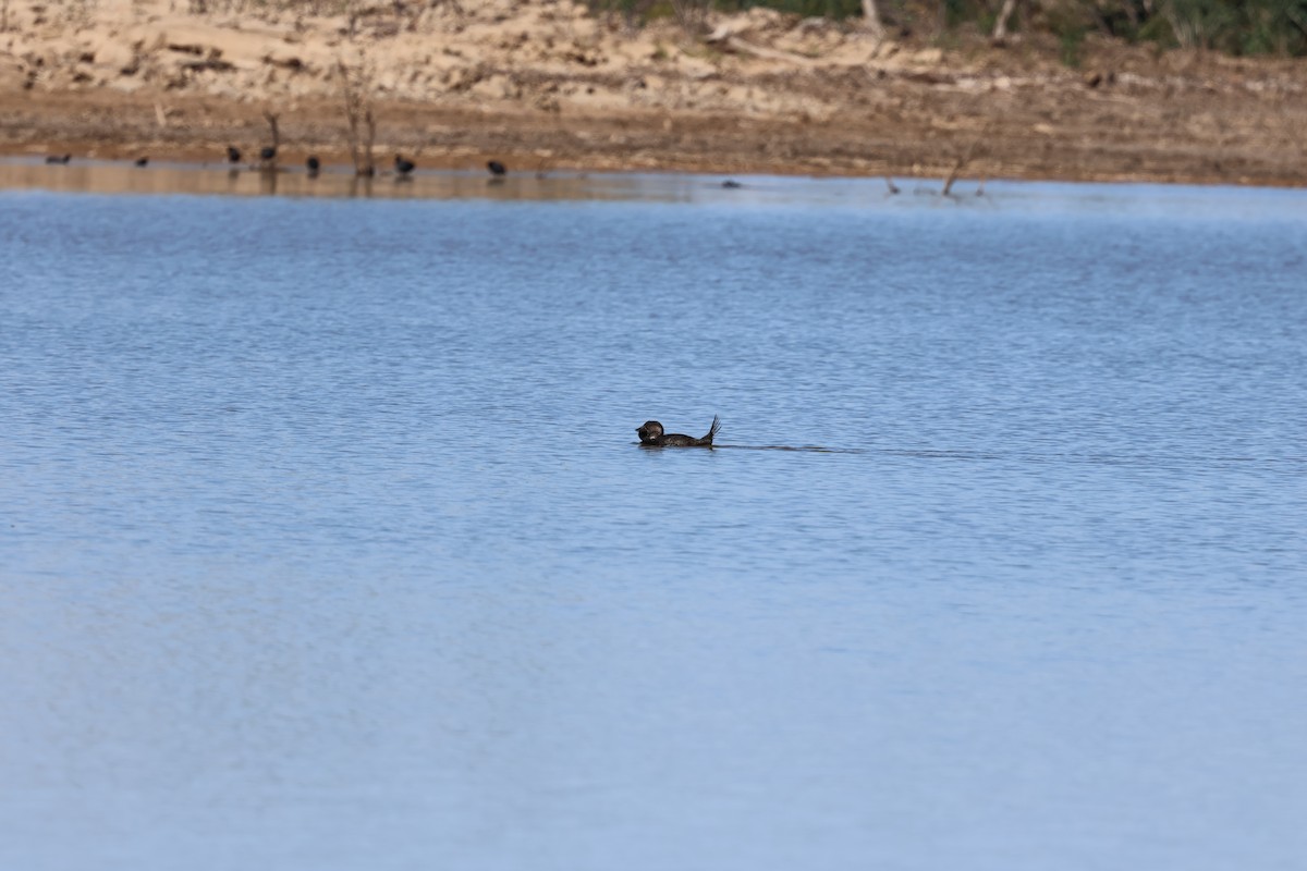 Musk Duck - ML641835632