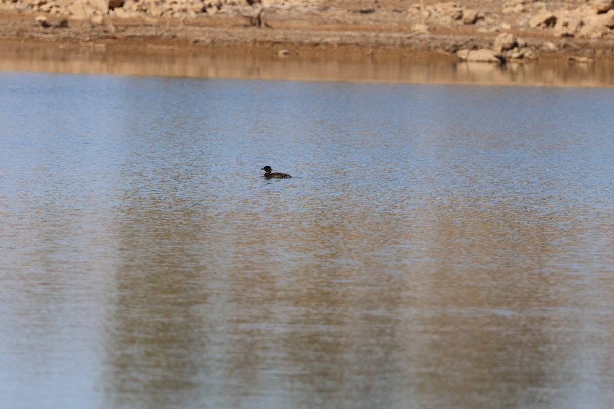 Musk Duck - ML641835633