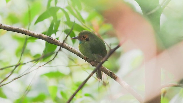 Blue-throated Motmot - ML641835638