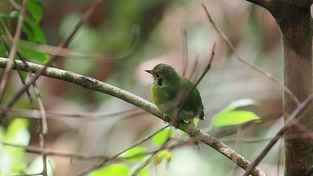 Blue-throated Motmot - ML641835639