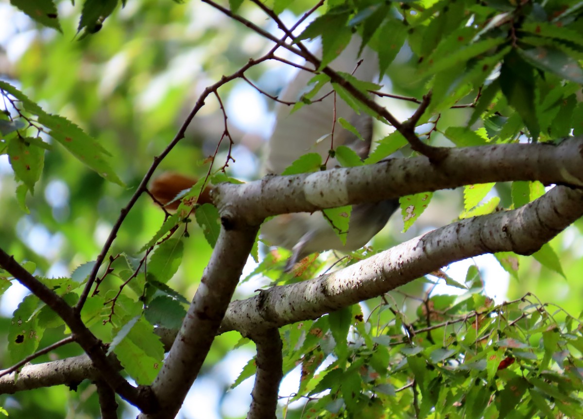 Black Paradise-Flycatcher - ML641835642