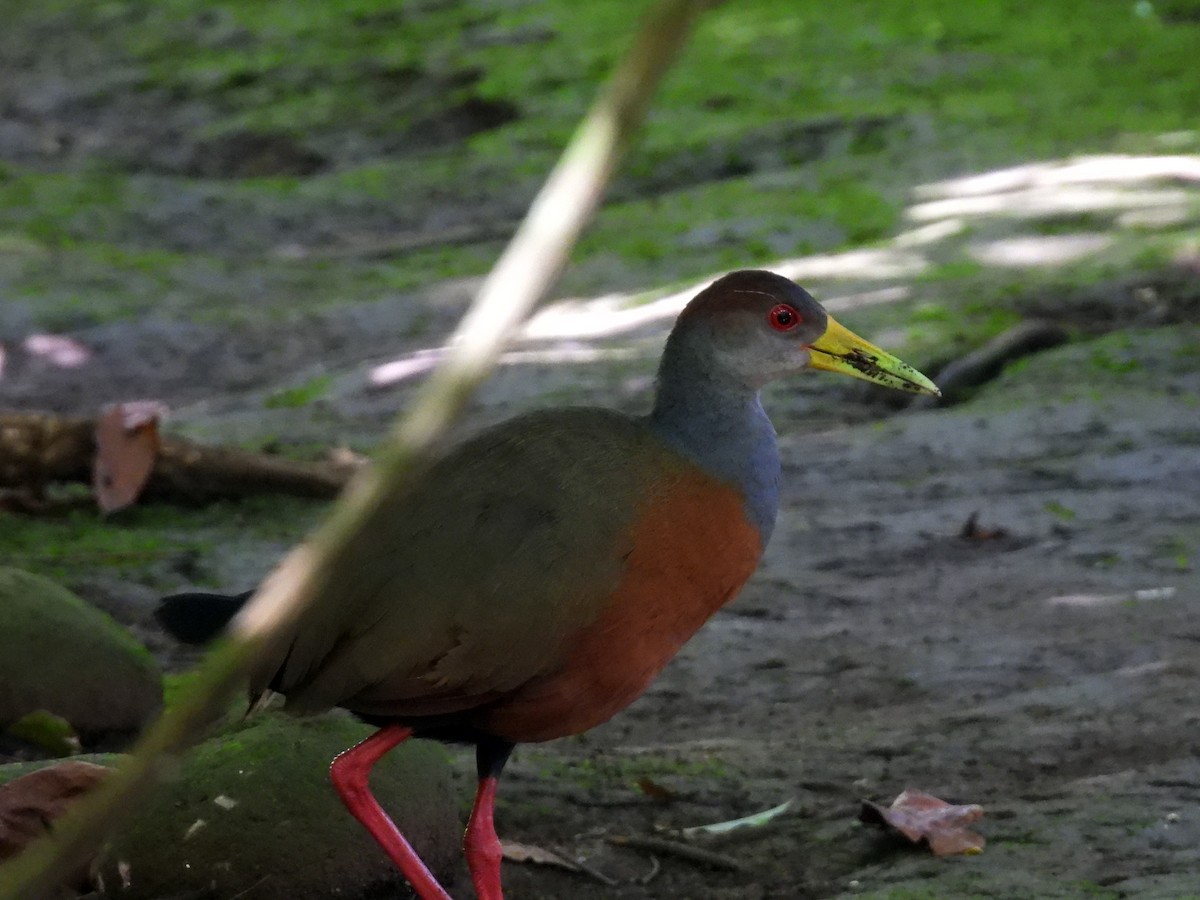 Gray-cowled Wood-Rail - ML641835644