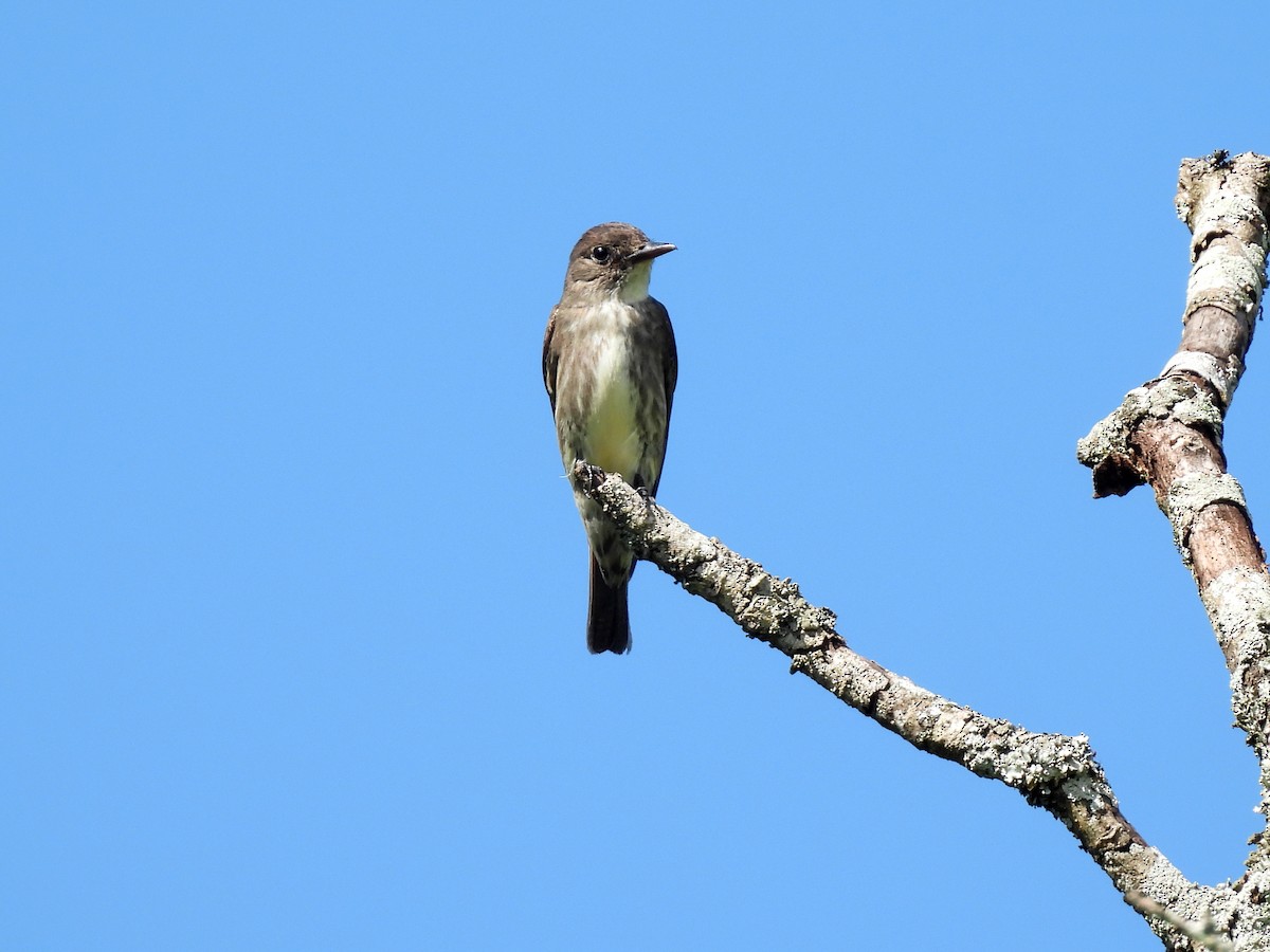 Olive-sided Flycatcher - ML641835663