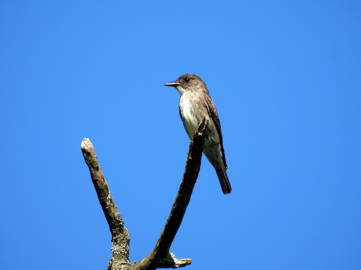 Olive-sided Flycatcher - ML641835664