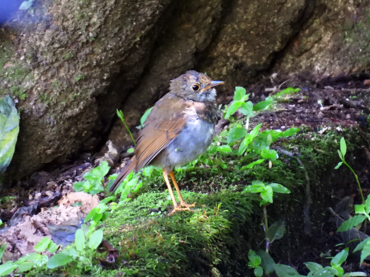 Orange-billed Nightingale-Thrush - ML641835674