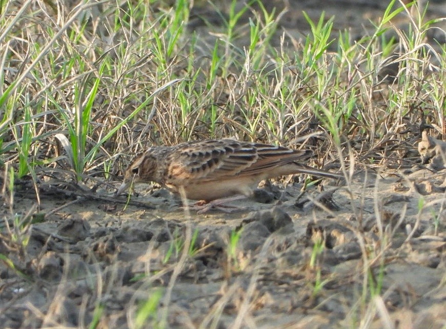 小雲雀 - ML641835689